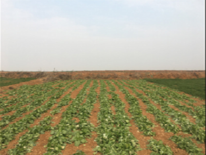 中廣核風(fēng)電有限公司河南分公司伊川牛洼 100MW 風(fēng)電一期項目水土保持方案